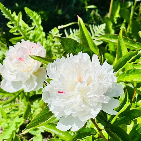 Gackowo アパート