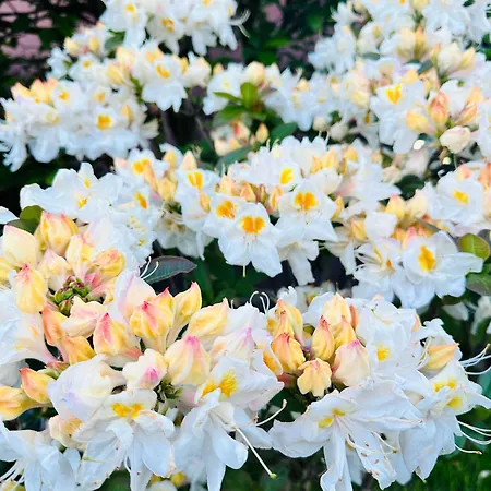 Gackowo Apartmán Ostróda